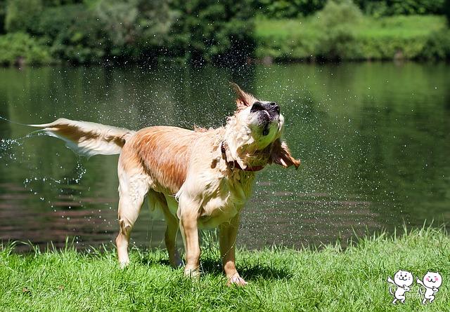 dog-1187598_640