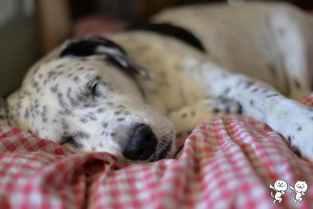 dog-717718_640