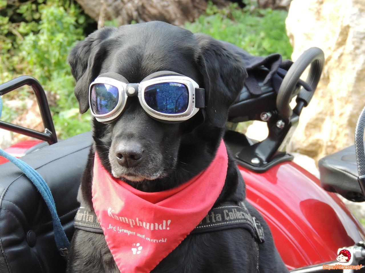 dog-171773_1280