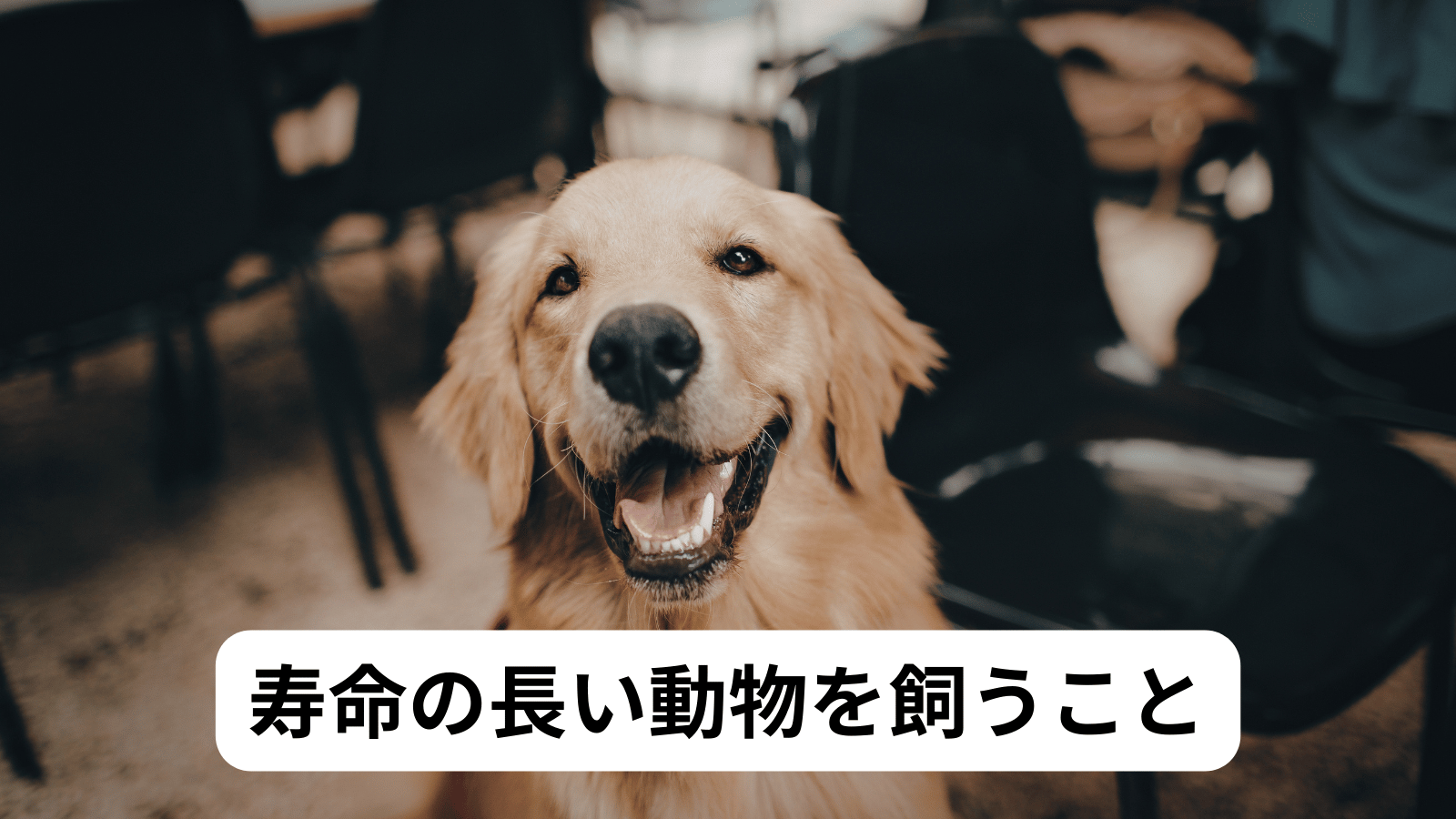 寿命の長い動物を飼うこと